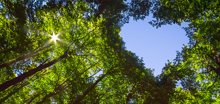 Trees with Heart